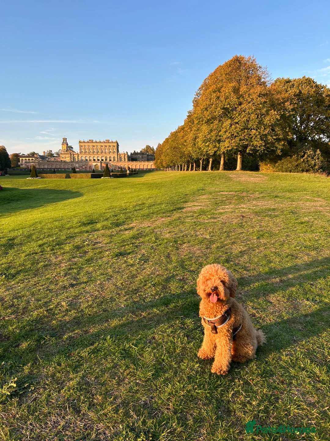 Toy Poodle dogs for stud: STUD TOY POODLE KC REGISTERED  - Advert 2