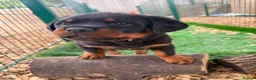 Rottweiler dogs for sale: 🐾 KC Registered Rottweiler Puppies for sale in Huddersfield - Advert 30