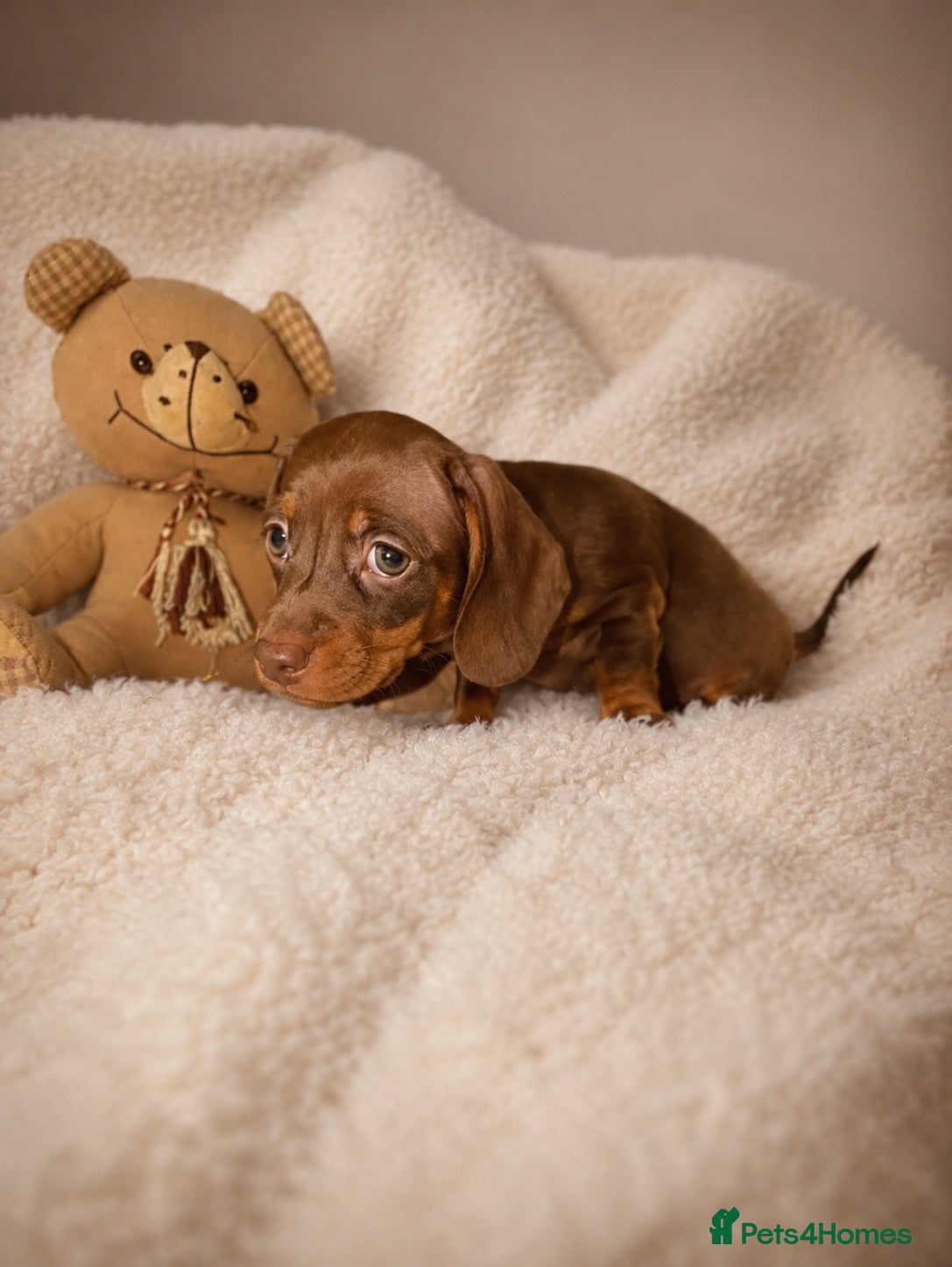 Miniature Dachshund dogs Miniature dachshund  - Advert 12