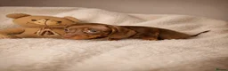Miniature Dachshund dogs for sale: Miniature dachshund  - Advert 2