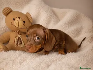 Miniature Dachshund dogs Miniature dachshund - Advert 12