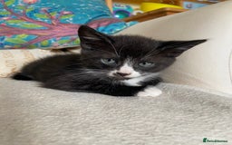 Mixed Breed cats for sale: Kittens for sale - Image 3