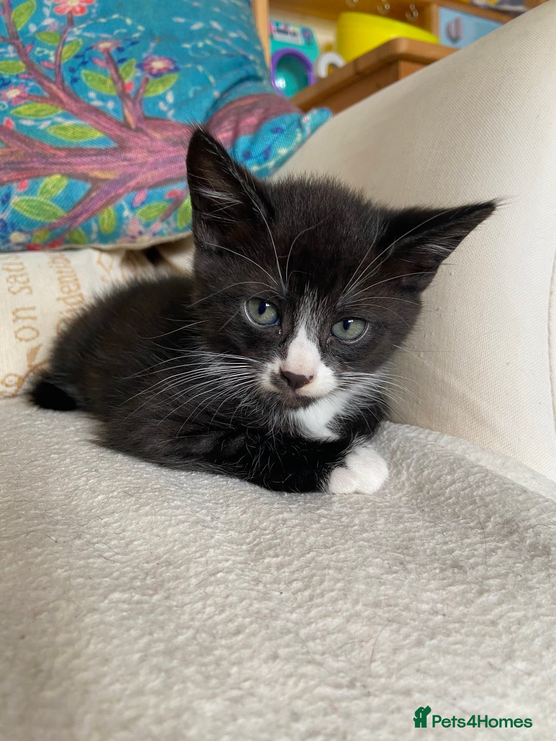 Mixed Breed cats for sale: Kittens for sale - Image 3