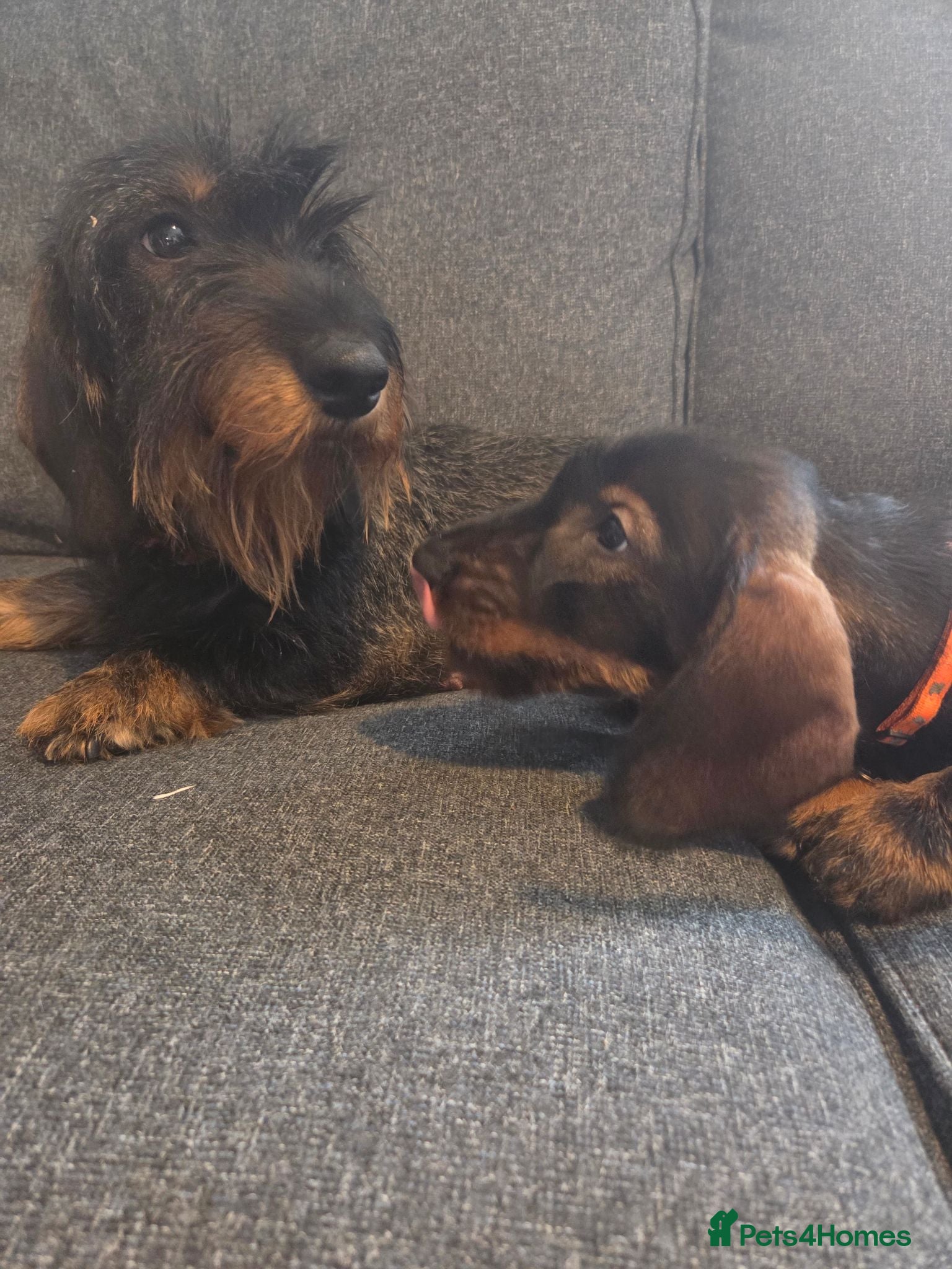 Dachshund dogs Reduced last 2 boys kc reg standard wire - Advert 17
