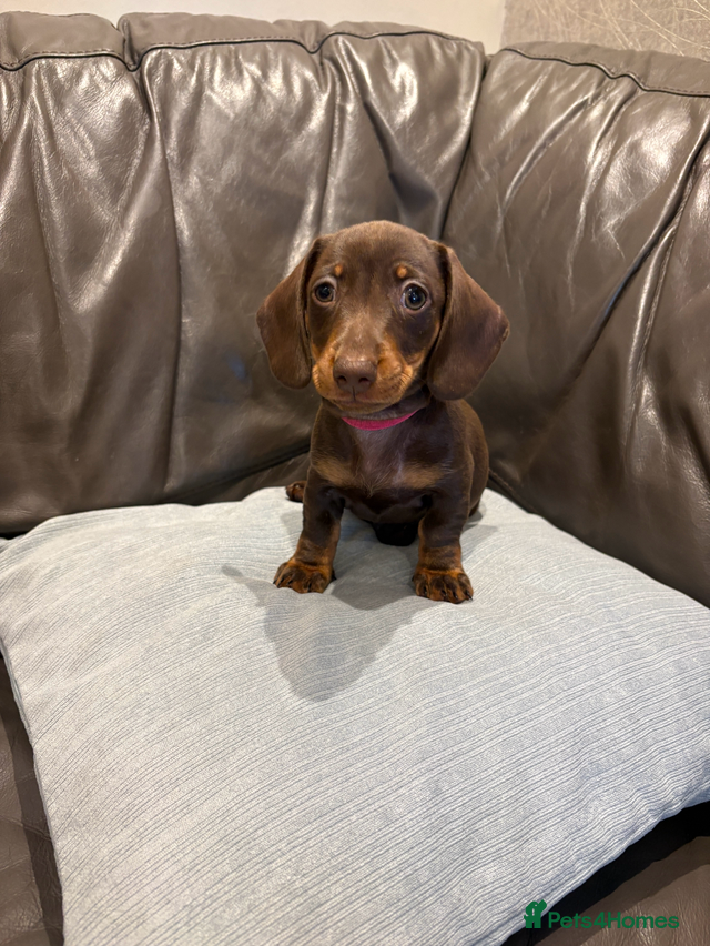 Dachshund dogs Minatare Dachshund - Advert 2