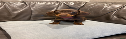 Dachshund dogs for sale: Miniature Dachshund Smooth Haired Dachshunds' - Advert 1