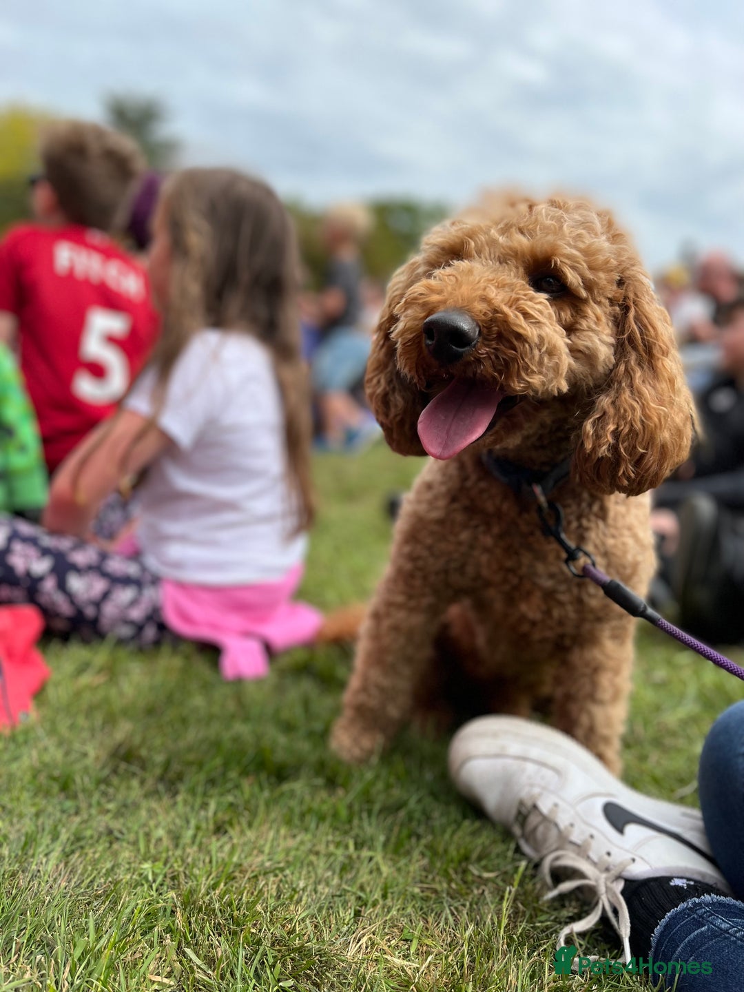 Cavapoo dogs for sale: F1 RED CAVAPOOS LICENSED KC HEALTH TESTED PARENTS  - Image 23