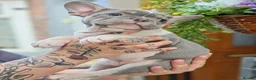 French Bulldog dogs for sale: French bulldog  - Advert 16