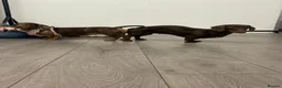 Miniature Dachshund dogs for stud: Chocolate & Tan  - Advert 7