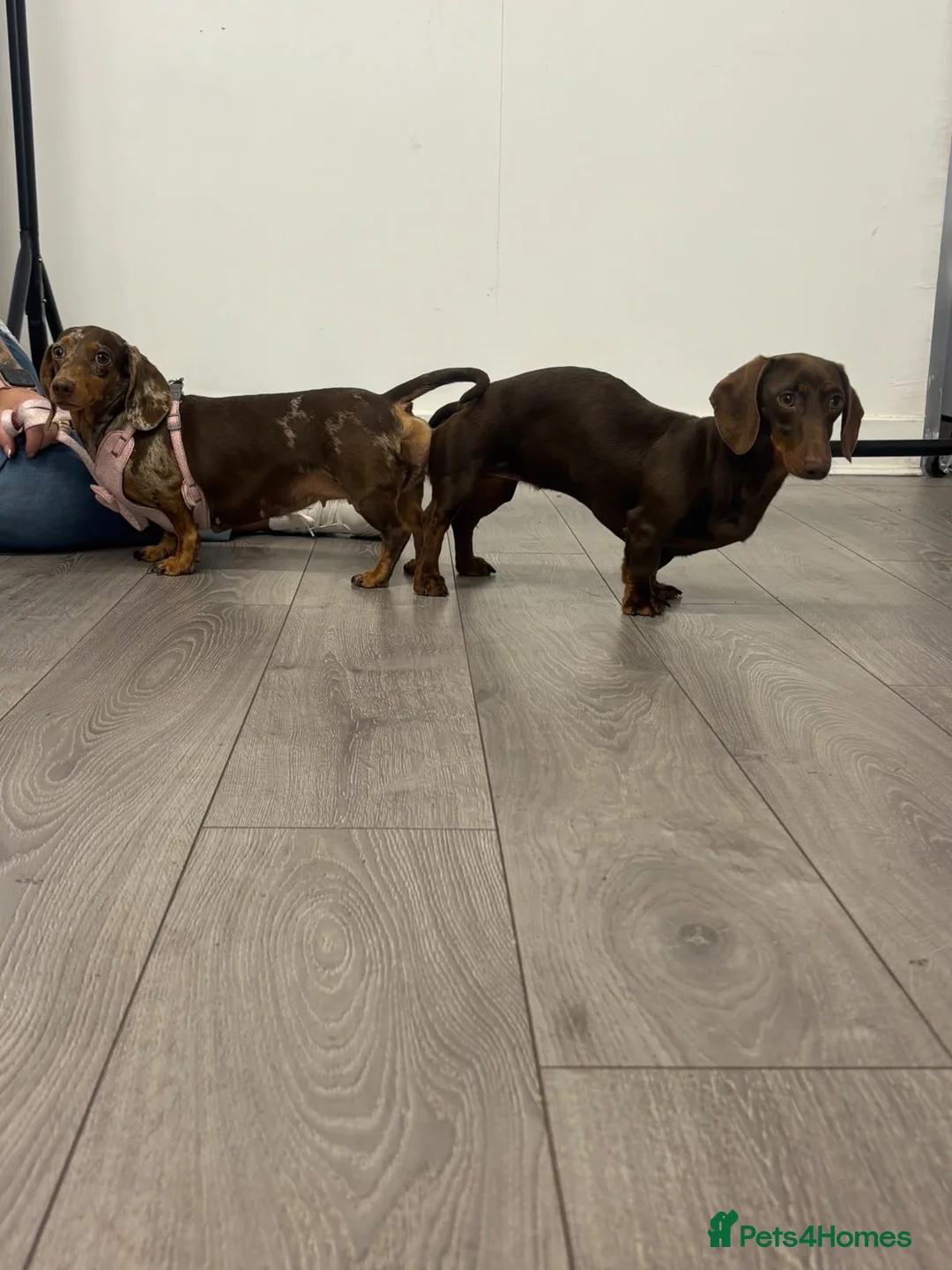 Miniature Dachshund dogs for stud: Chocolate & Tan  - Advert 7