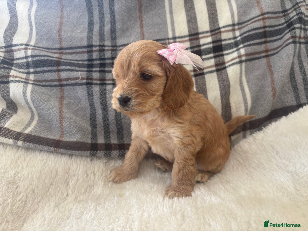 Cockapoo dogs for sale:  🐾SHOW TYPE F1 COCKAPOO PUPPIES 4 BOYS 2 GIRLS 🐾 - Image 15