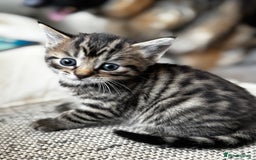Mixed Breed cats for sale: 5 beautiful kittens  - Image 4