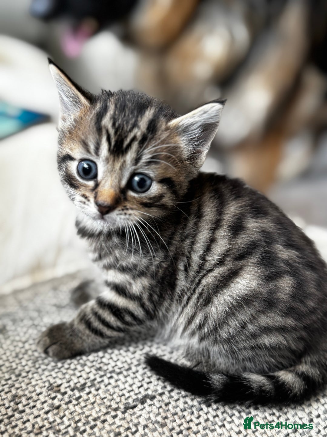 Mixed Breed cats for sale: 5 beautiful kittens  - Image 4