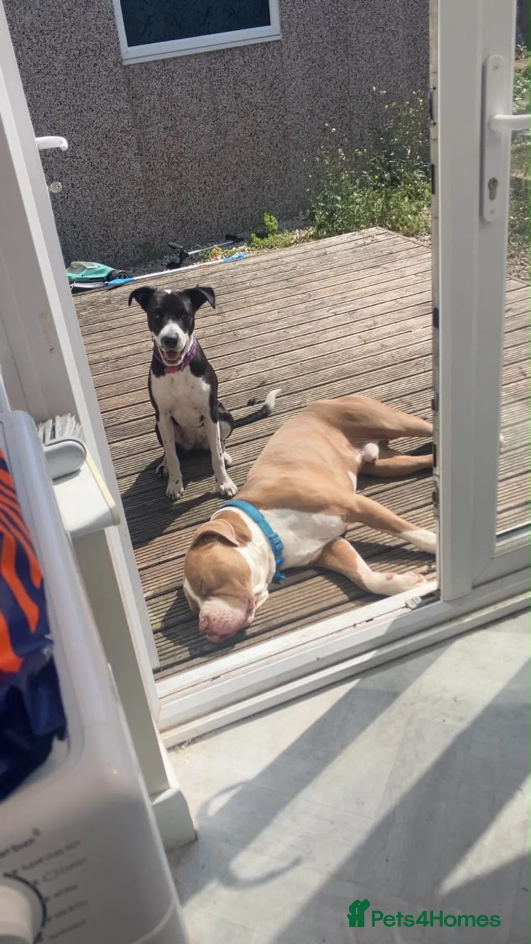 Mixed Breed dogs for sale: Nova  - Advert 2