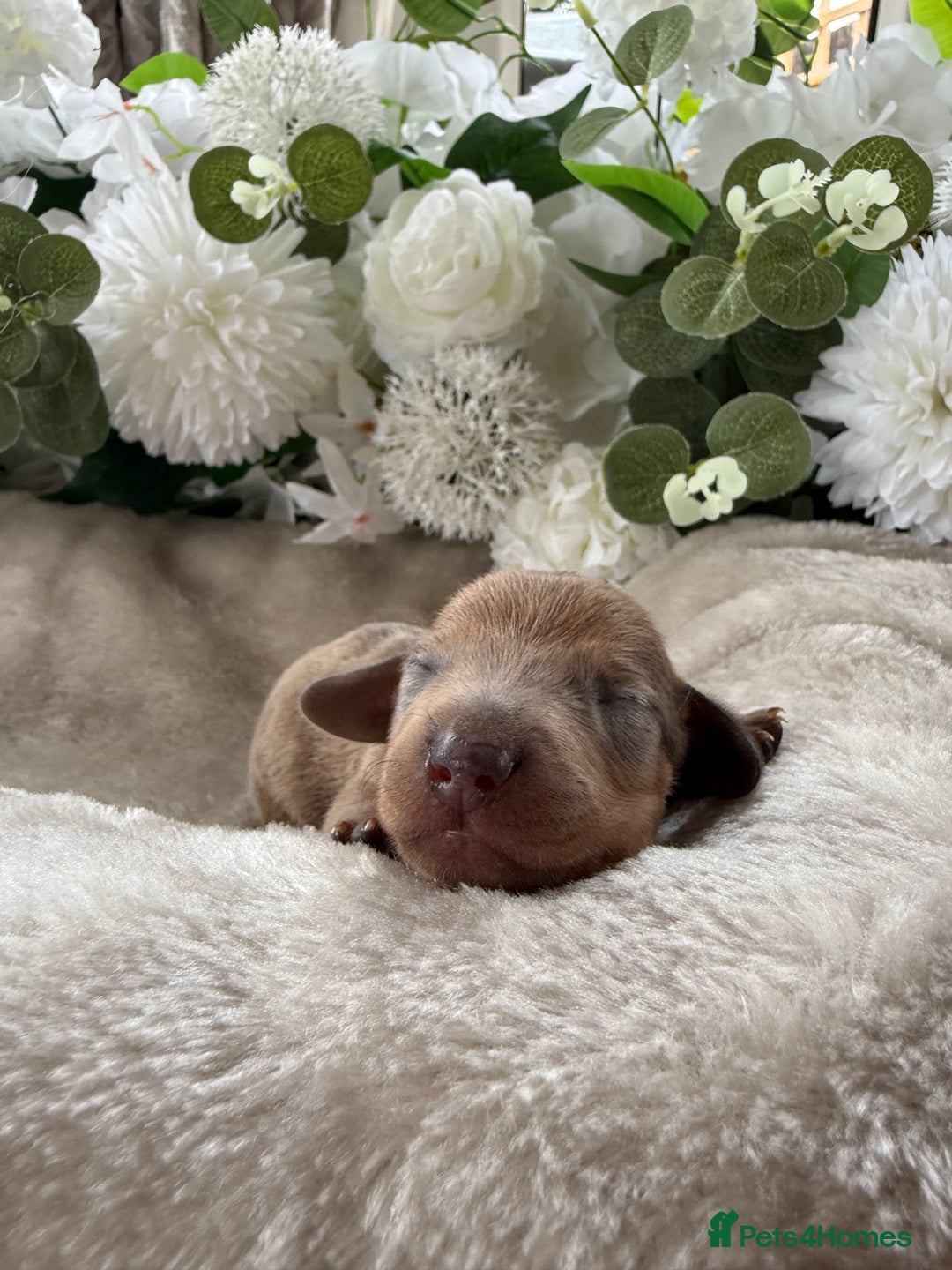 Miniature Dachshund dogs for sale: ⭐️Beautiful litter Of Rainbow Dachshund Puppies⭐️ - Image 8