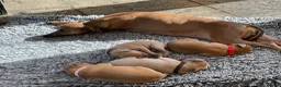 Italian Greyhound dogs for sale: Gorgeous Kc reg Italian greyhound  - Advert 24