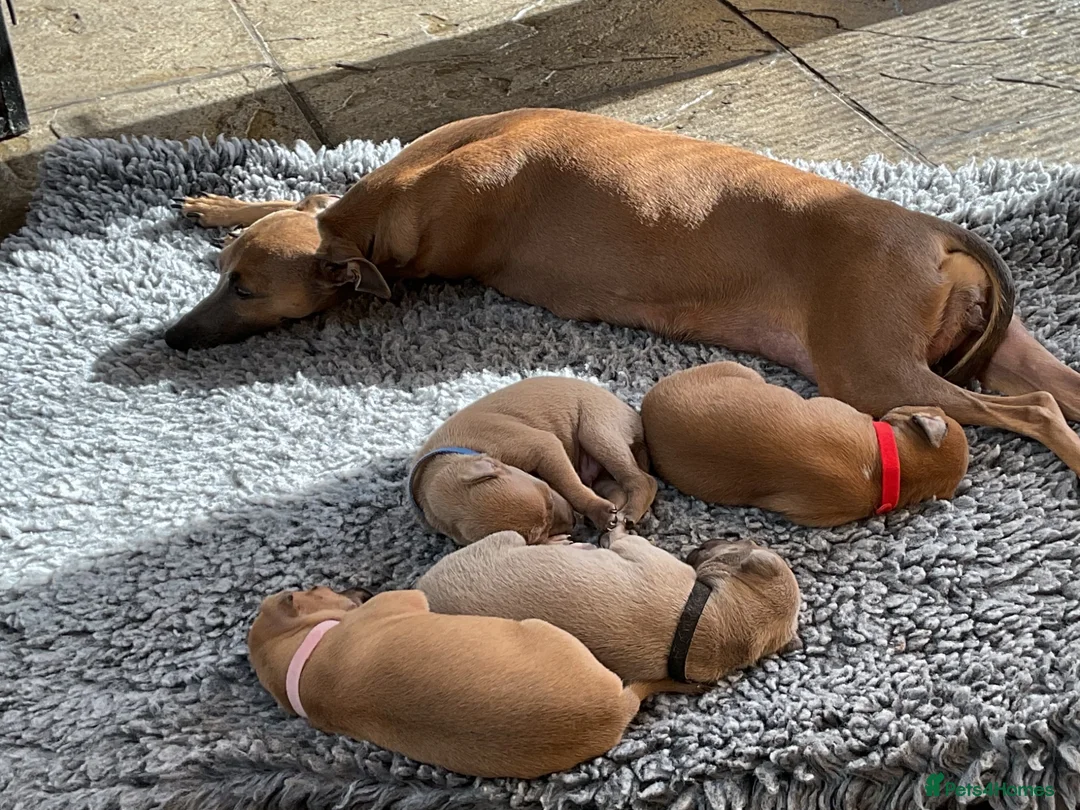 Italian Greyhound dogs for sale: Gorgeous Kc reg Italian greyhound  - Advert 24