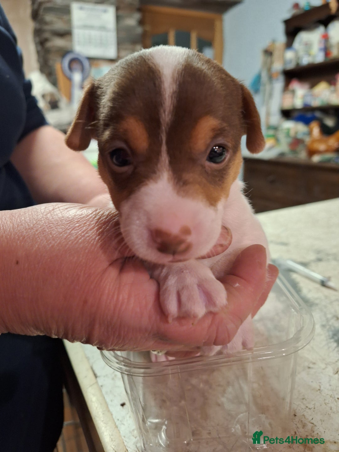 Jack Russell dogs for sale: Jack Russell Puppies  - Advert 4