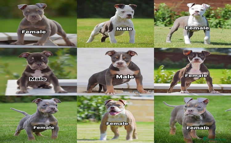 Old Tyme Bulldog dogs - Advert 2