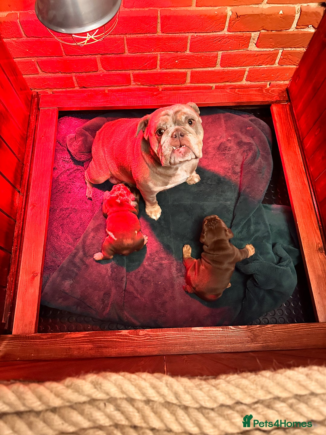 English Bulldog dogs for sale: English bulldogs  - Advert 6