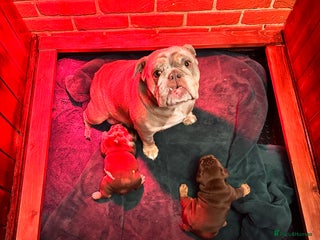 English Bulldog dogs English bulldogs - Advert 2