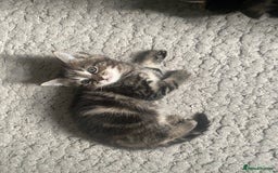 Mixed Breed cats for sale: Sweet Little Kittens Searching for Forever Home - Image 11