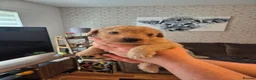 Labradoodle dogs for sale: Labradoodle puppies in Cupar - Advert 3