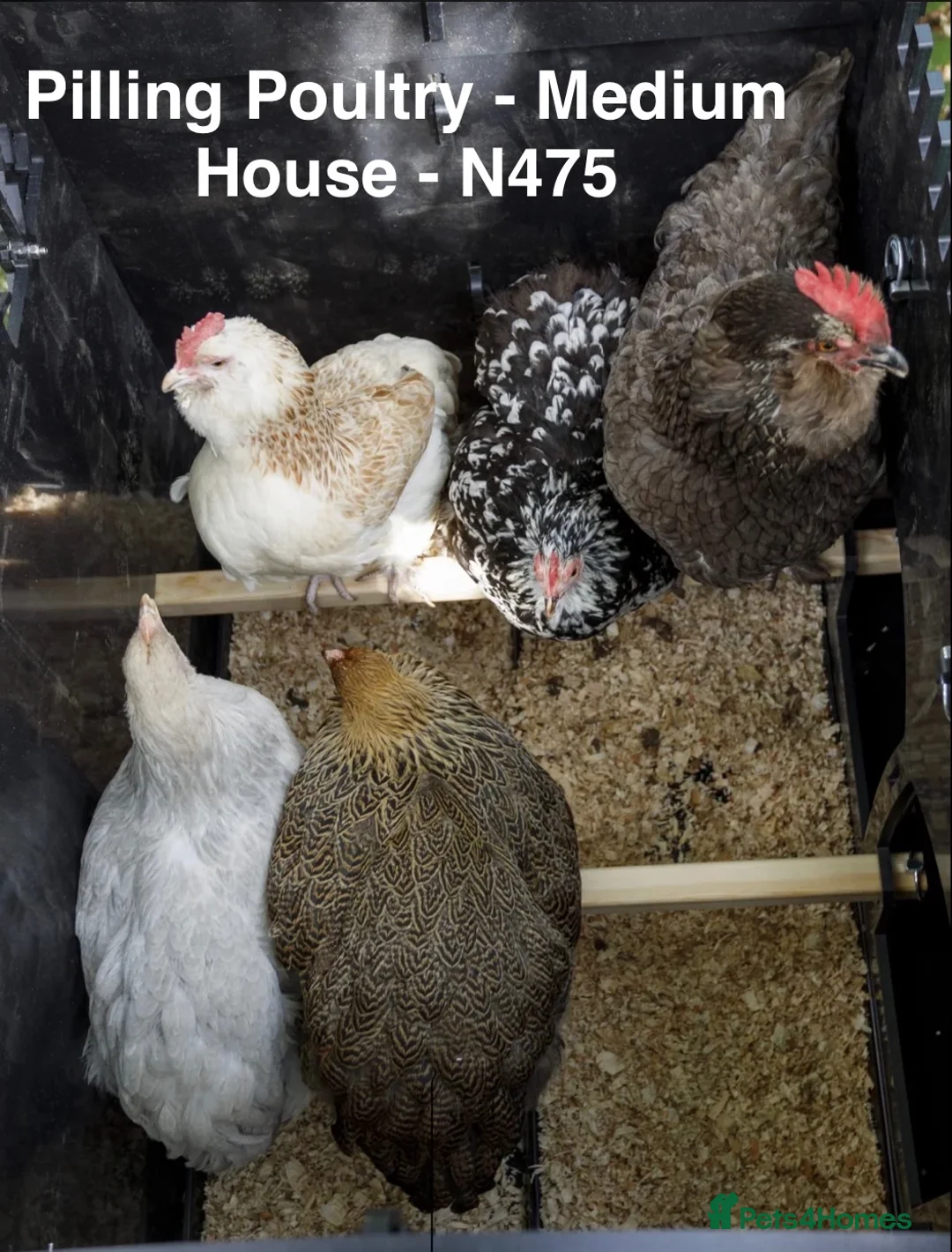 Chickens poultry for sale: Pilling Poultry Medium Chicken House - Advert 5