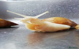 Slugs invertebrates for sale: Albino Achatina Fulica - Image 4