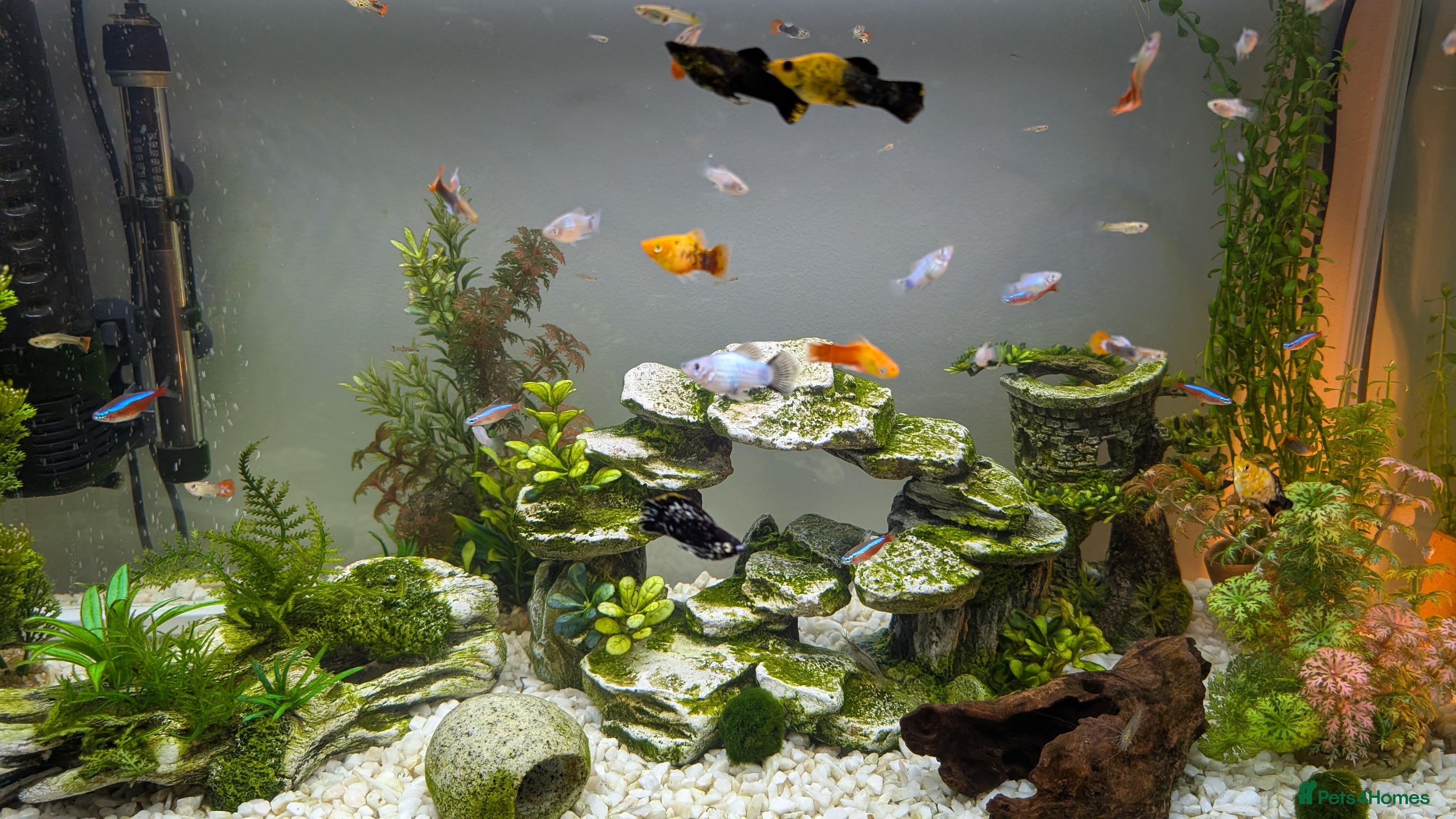 Other/Mixed Breed fish Various Fry for Sale Guppies / Mollies / Platties - Advert 6