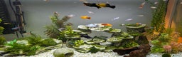 Other/Mixed Breed fish for sale: Various Fry for Sale Guppies / Mollies / Platties - Advert 1