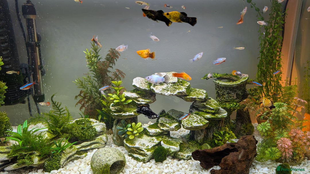 Other/Mixed Breed fish for sale: Various Fry for Sale Guppies / Mollies / Platties - Advert 1