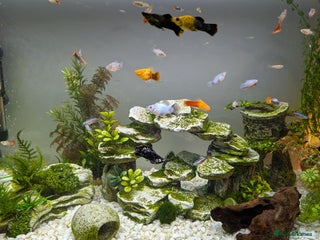 Other/Mixed Breed fish Various Fry for Sale Guppies / Mollies / Platties - Advert 1