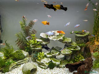 Other/Mixed Breed fish Various Fry for Sale Guppies / Mollies / Platties - Advert 8