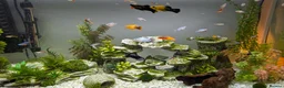 Other/Mixed Breed fish for sale: Various Fry for Sale Guppies / Mollies / Platties - Advert 1