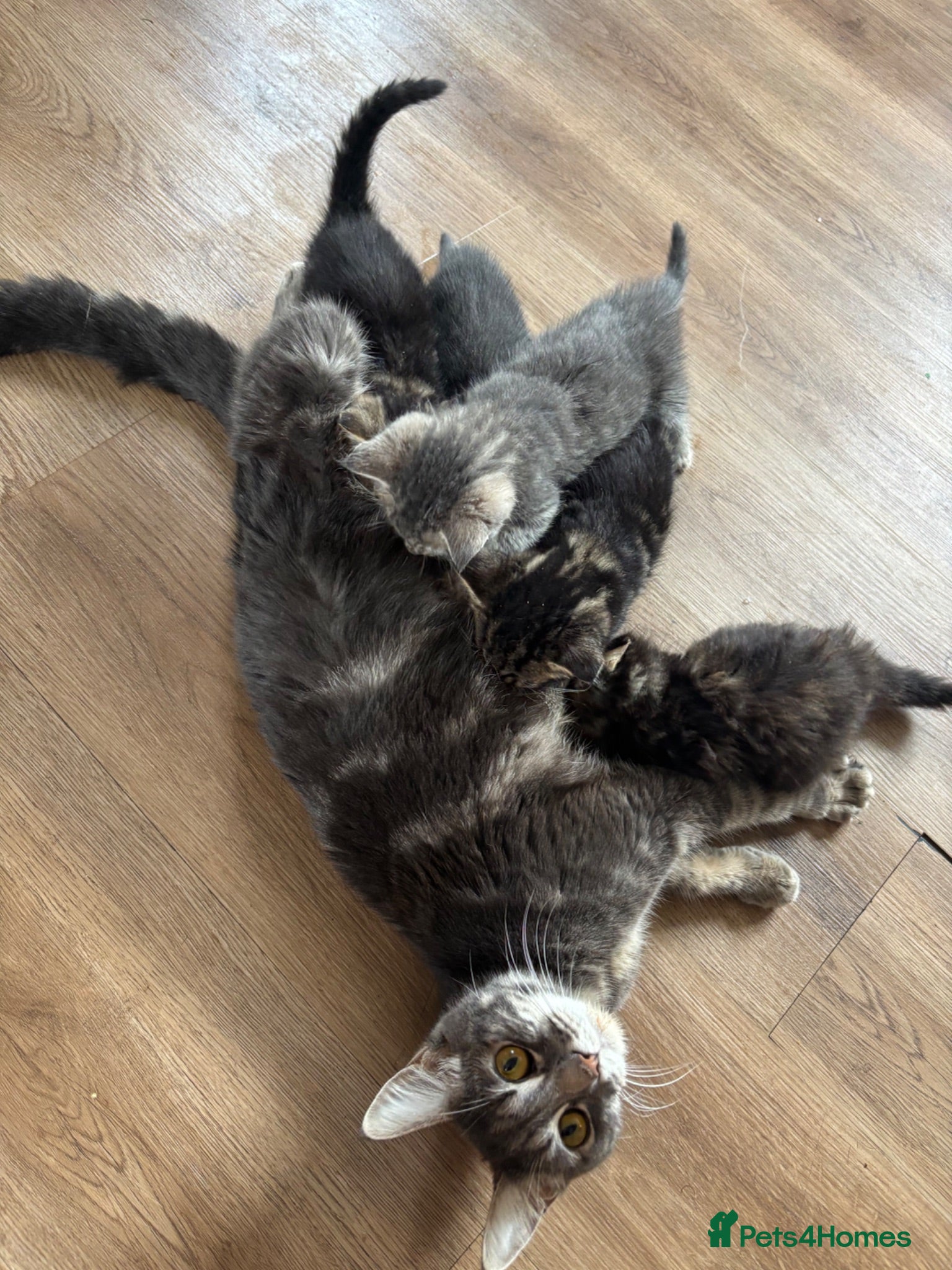 Mixed Breed cats 1/4 manincoon kittens  - Advert 10