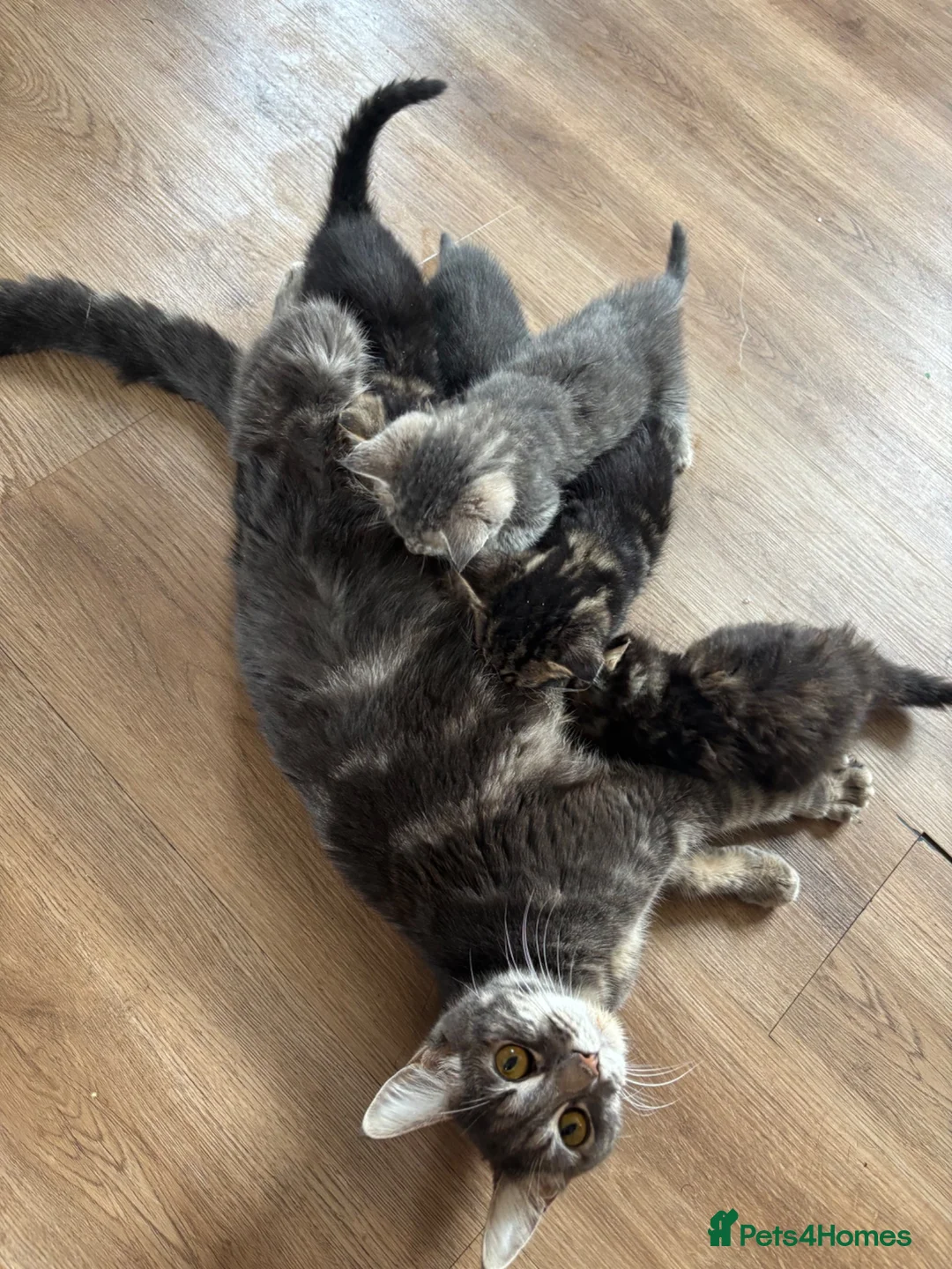 Mixed Breed cats for sale: 1/4 manincoon kittens  - Advert 1