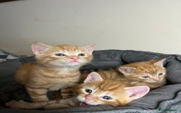Mixed Breed cats for sale: 🐾 Adorable Litter of 5 Playful Kittens  - Image 1