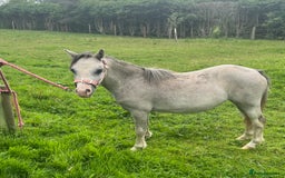 Welsh Section A horses for sale: Registered Welsh Section A yearling filly - Image 3