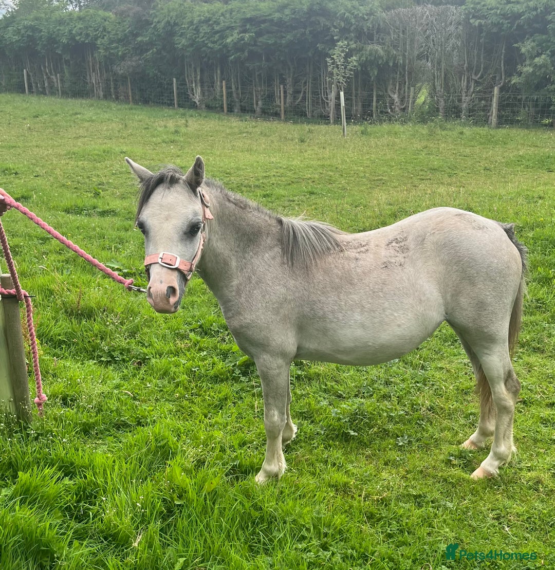 Welsh Section A horses for sale: Registered Welsh Section A yearling filly - Image 3