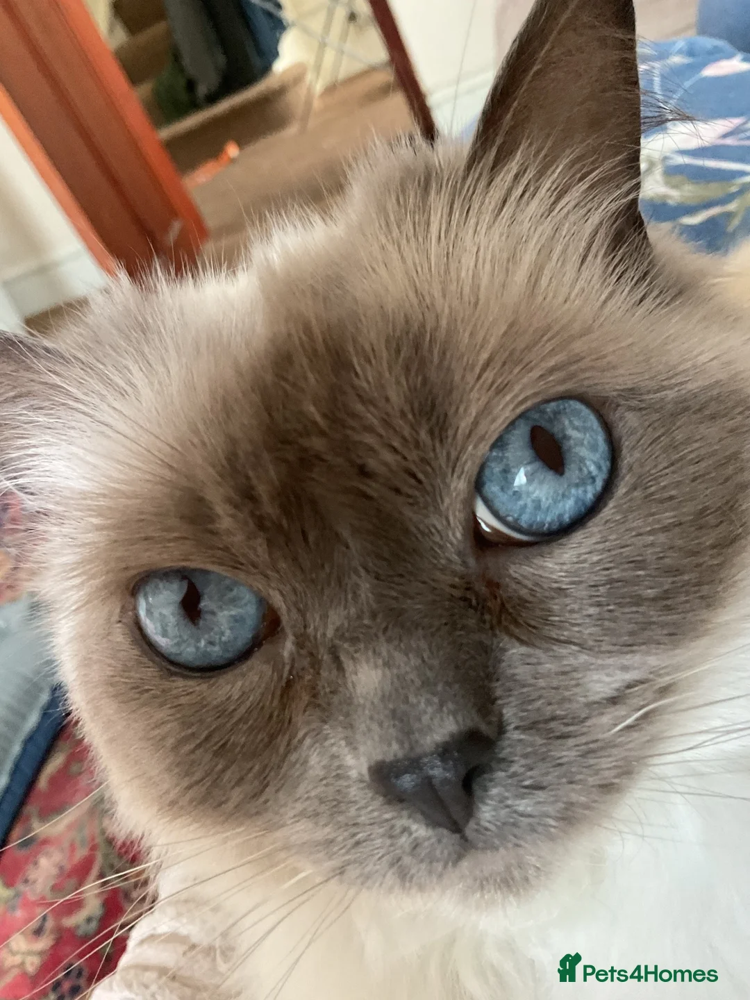 Ragdoll cats for sale: Millicent Brett  in Retford - Advert 1
