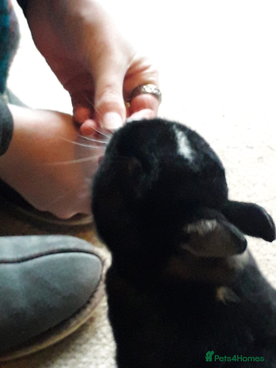 Netherland Dwarf rabbits for sale: Gorgeous bonded pair of 2 yr old Netherland Dwarfs - Image 4