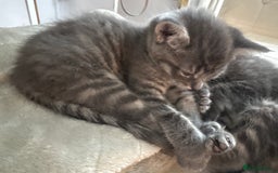 Maine Coon cats for sale: Mainecoone/british shorthair  - Image 2