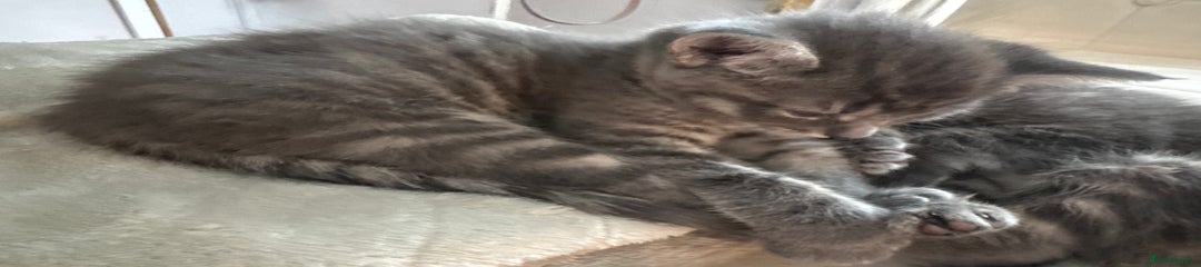 Maine Coon Kitten 2