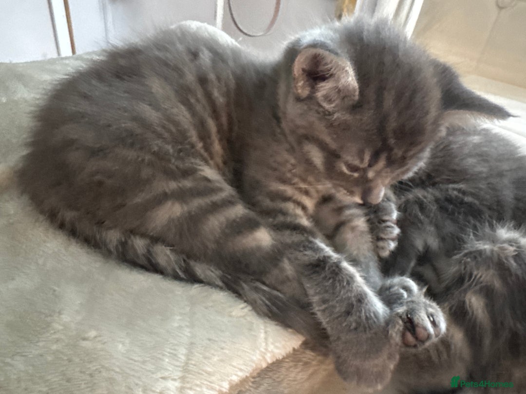 Maine Coon cats for sale: Mainecoone/british shorthair  - Image 2