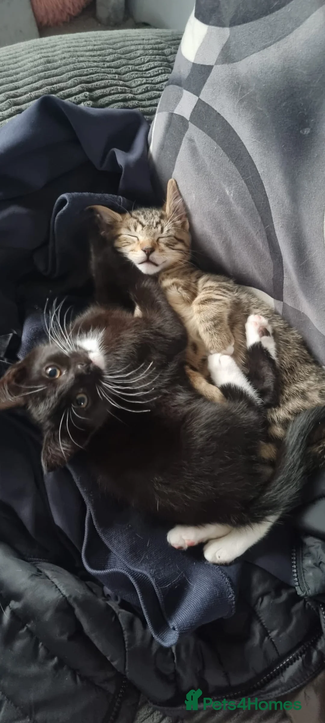 Mixed Breed cats for sale: Gorgeous kittens  in Leeds - Advert 4