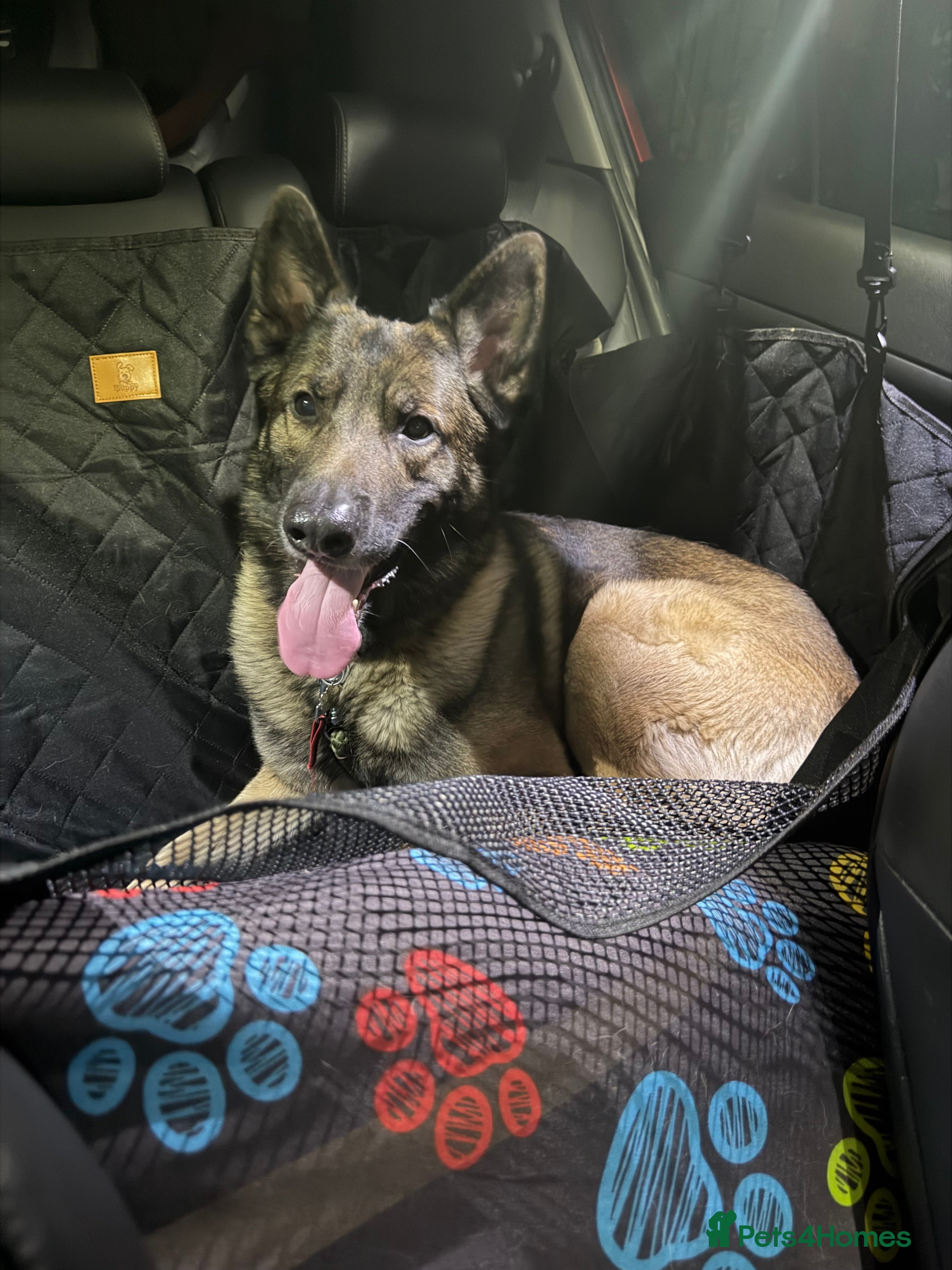 Mixed Breed dogs German shepherd x Belgian Malinois  - Advert 1