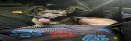Mixed Breed dogs for sale: German shepherd x Belgian Malinois  - Advert 1