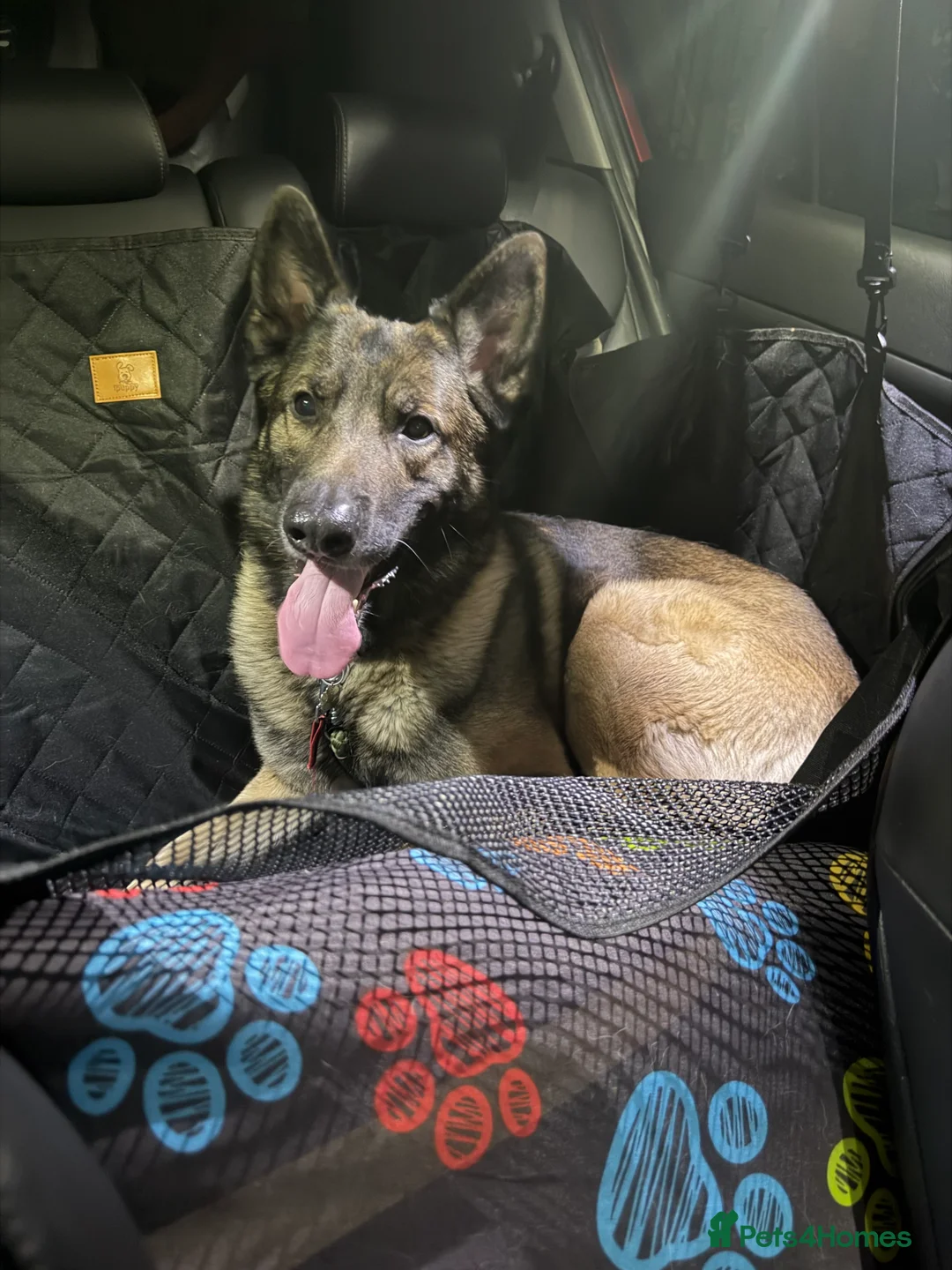 Mixed Breed dogs for sale: German shepherd x Belgian Malinois  - Advert 1