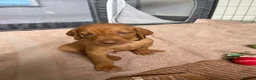 Hungarian Vizsla dogs for sale: Hungarian vizsla puppies  in Thirsk - Advert 17